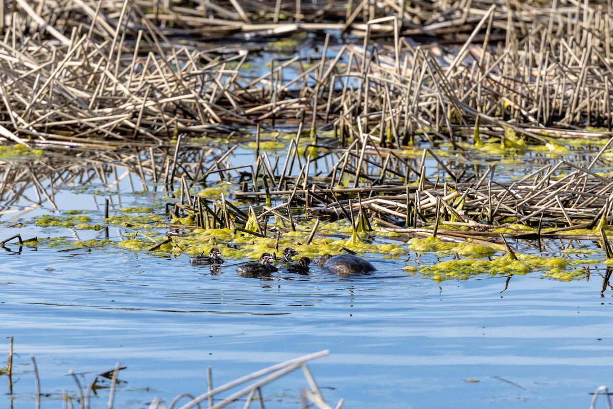 Pied-billed Grebe - ML637343298