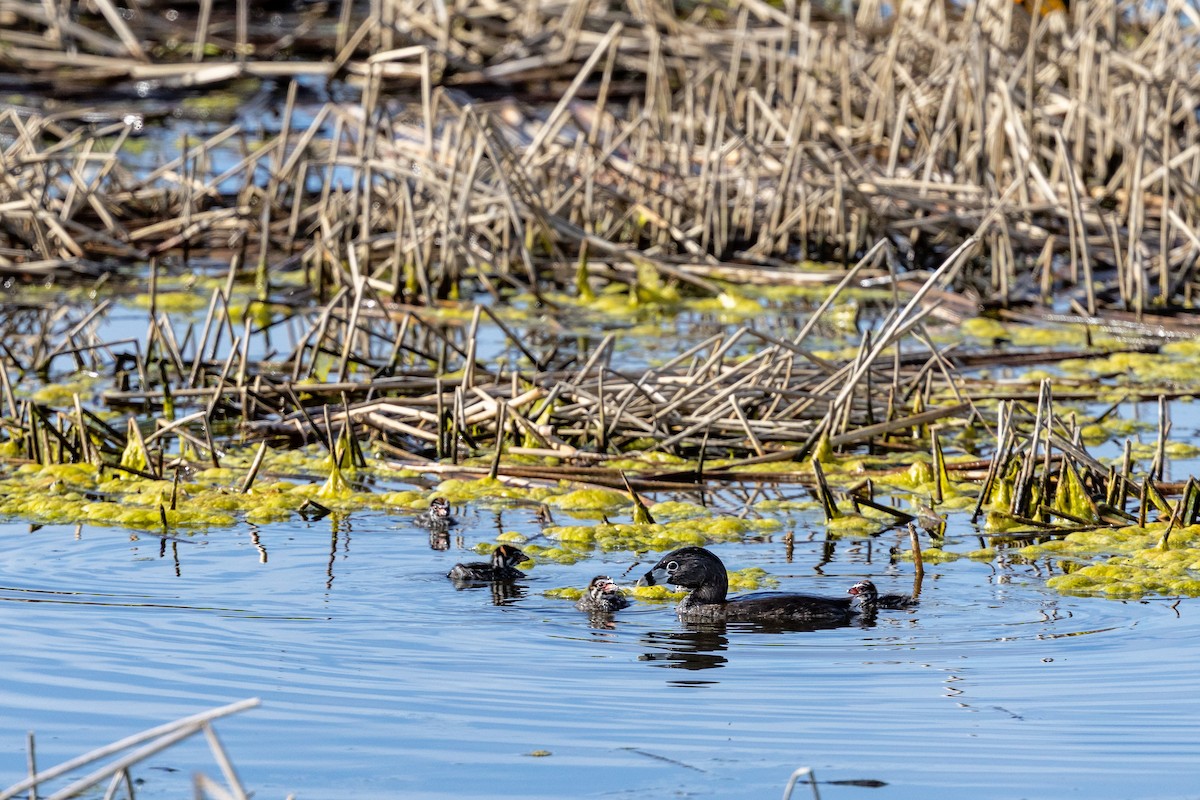Pied-billed Grebe - ML637343299