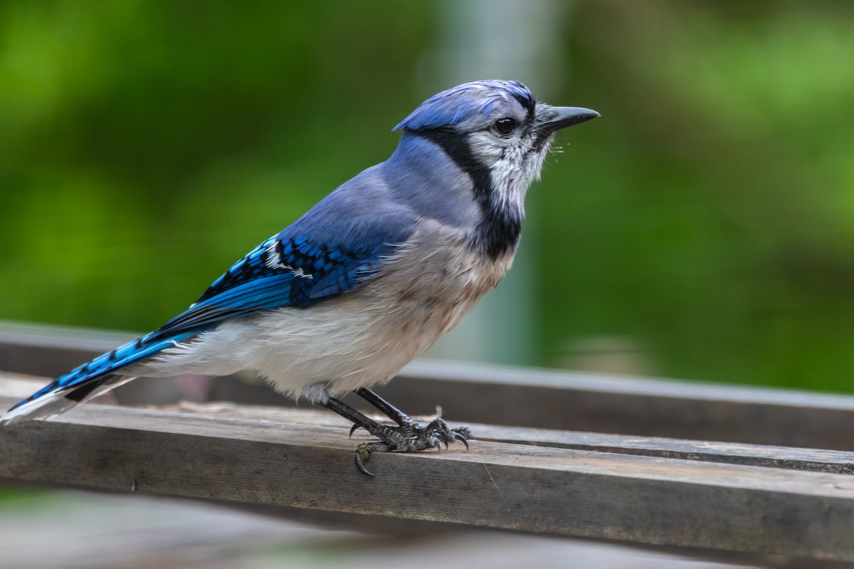 Blue Jay - ML637343316