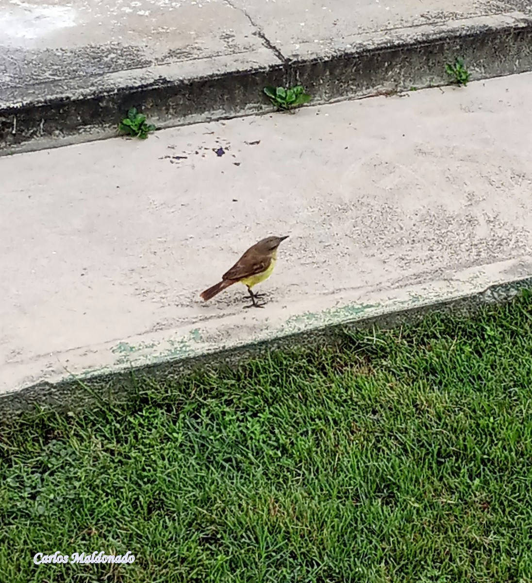 Cattle Tyrant - ML637343399