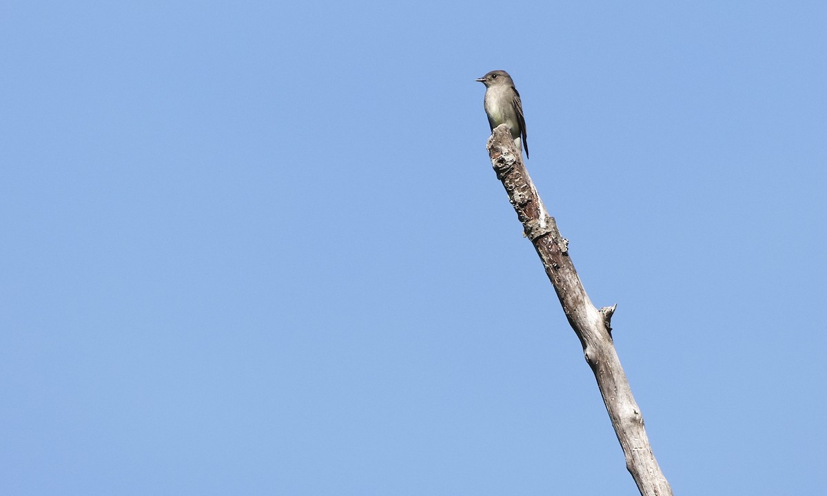 Western Wood-Pewee - ML637343425