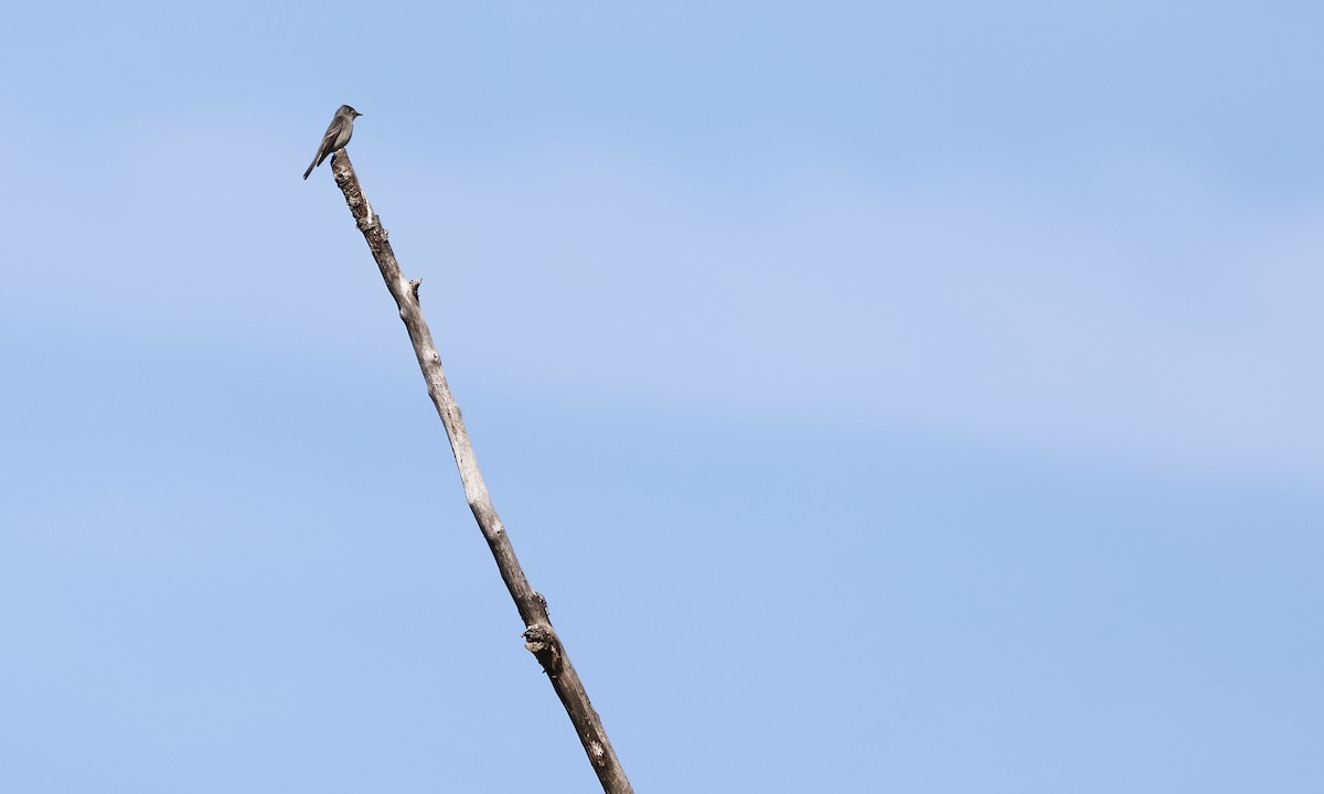 Western Wood-Pewee - ML637343426