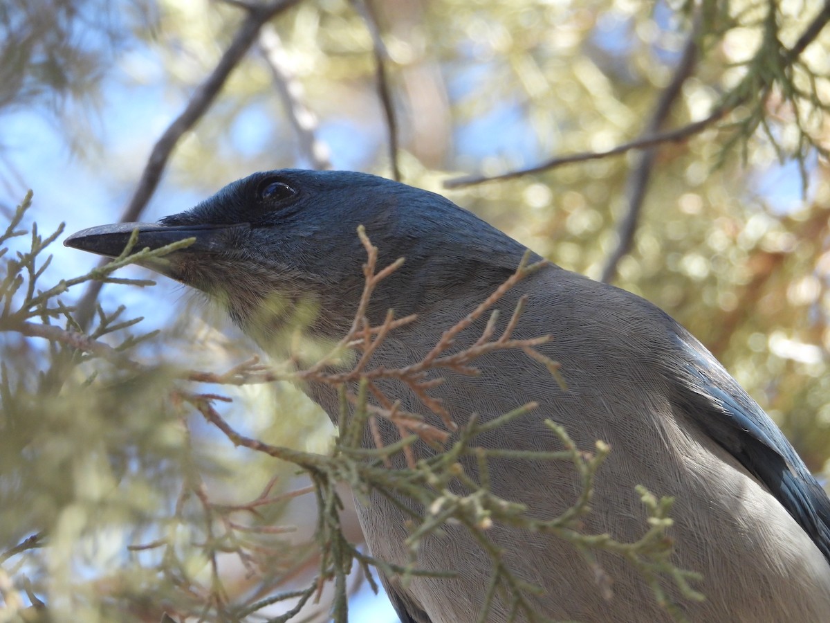 Mexican Jay - ML637343438