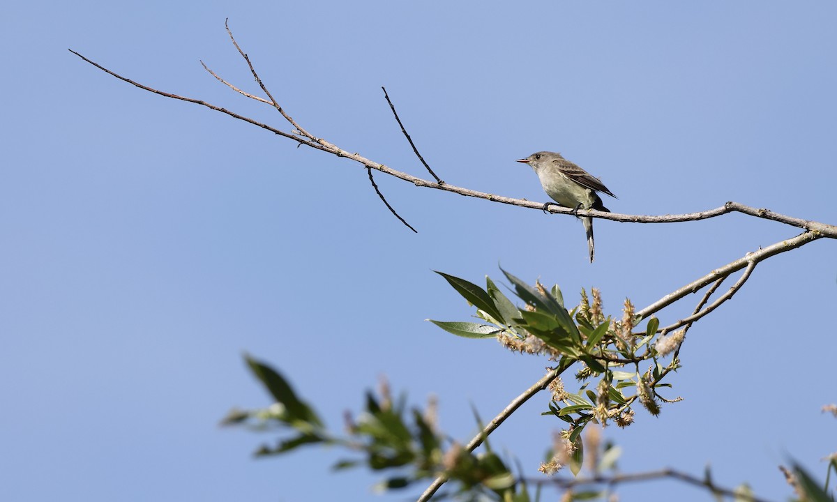 Willow Flycatcher - ML637343454