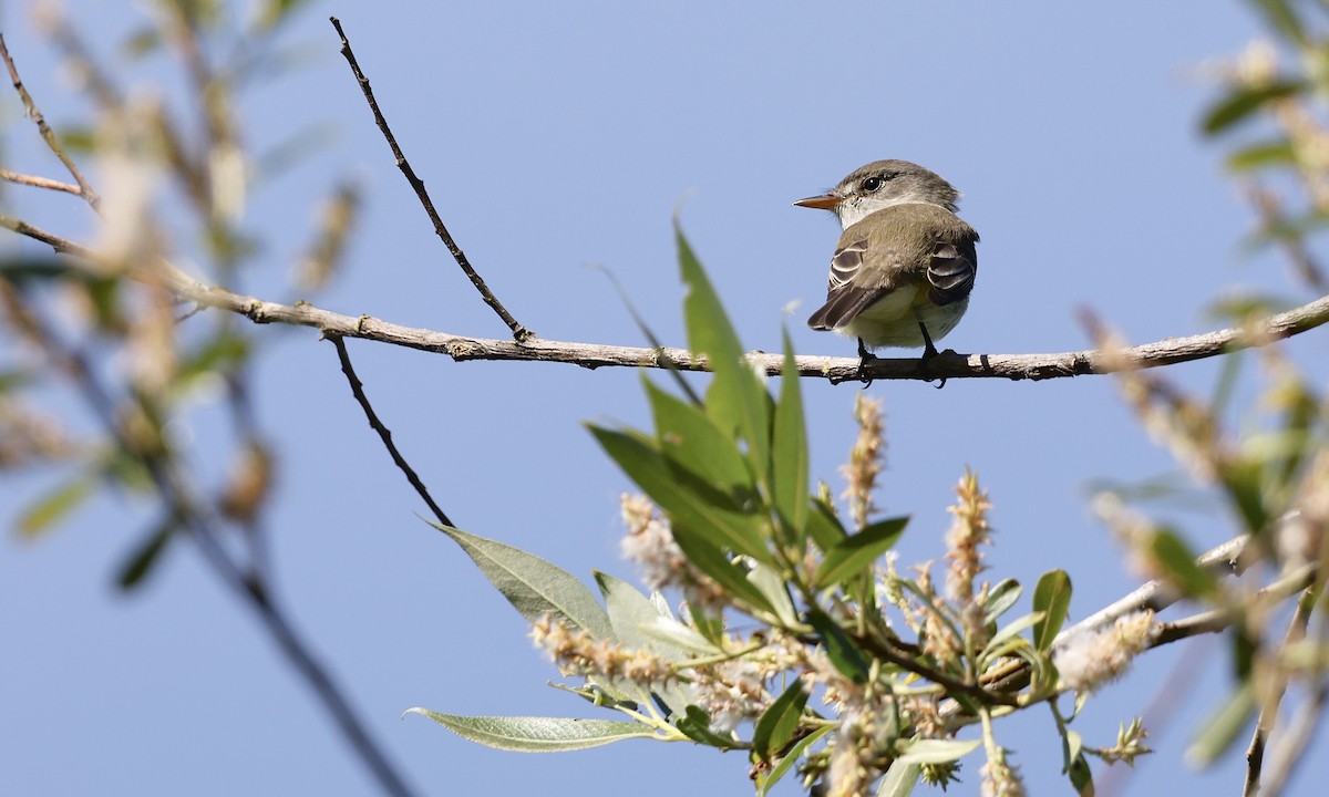 Willow Flycatcher - ML637343455