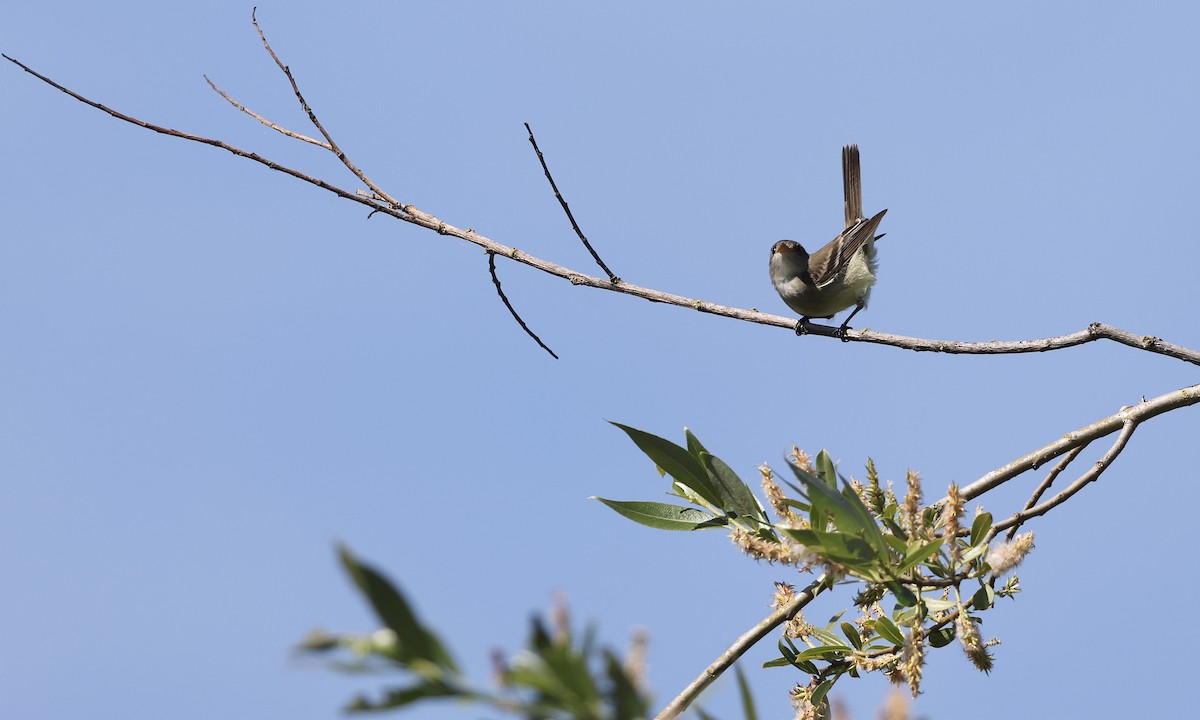Willow Flycatcher - ML637343456