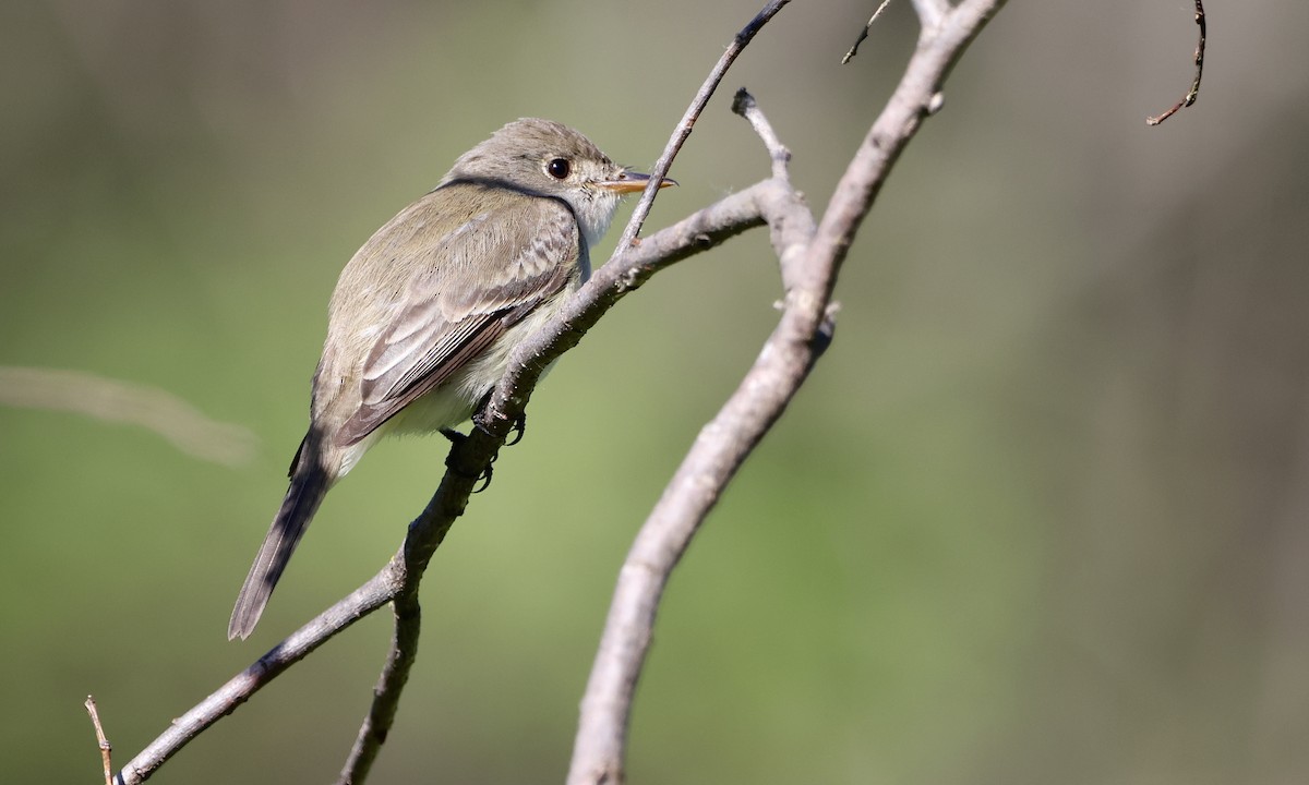 Willow Flycatcher - ML637343457