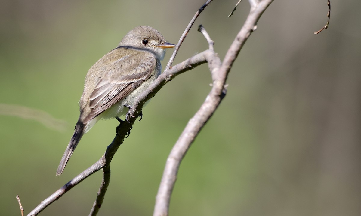 Willow Flycatcher - ML637343459