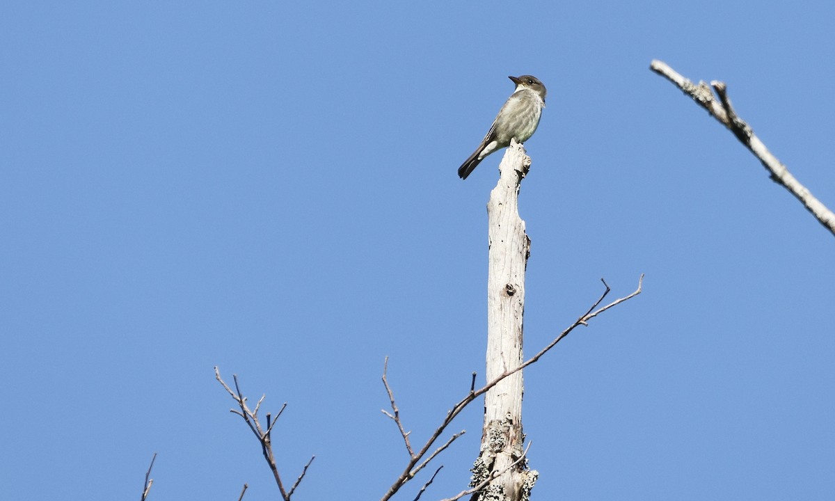 Olive-sided Flycatcher - ML637343485