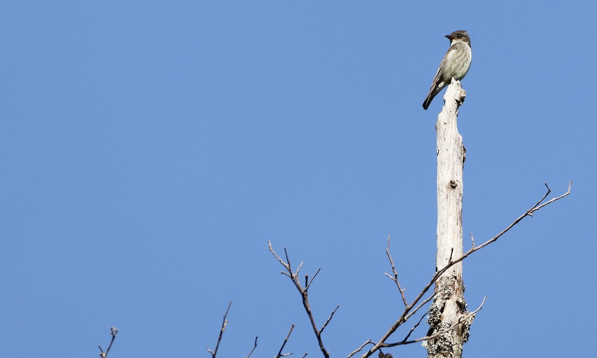Olive-sided Flycatcher - ML637343486