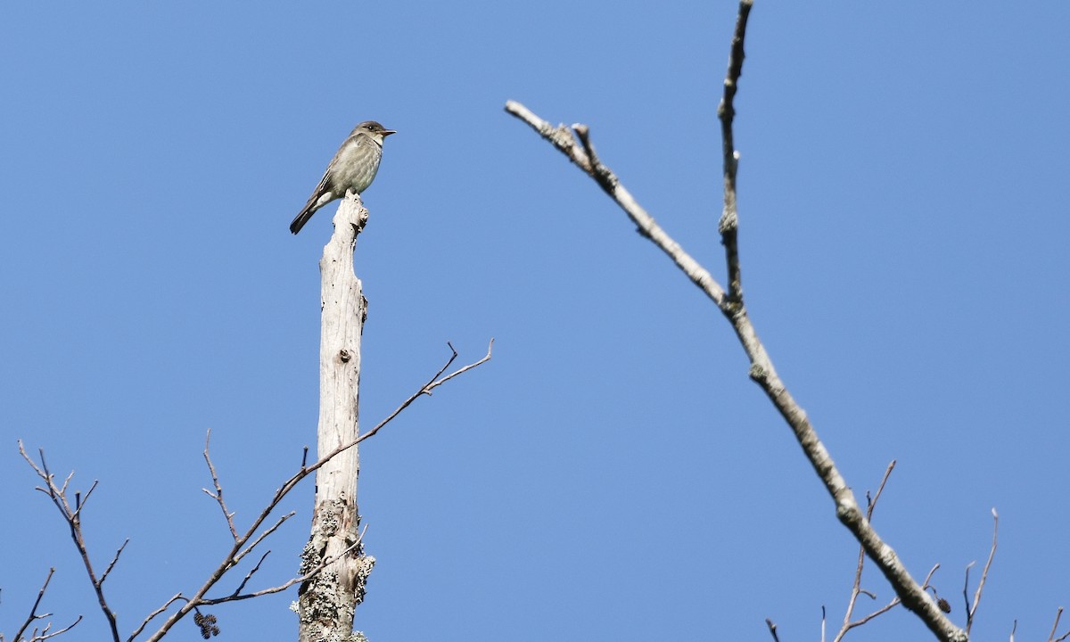 Olive-sided Flycatcher - ML637343487