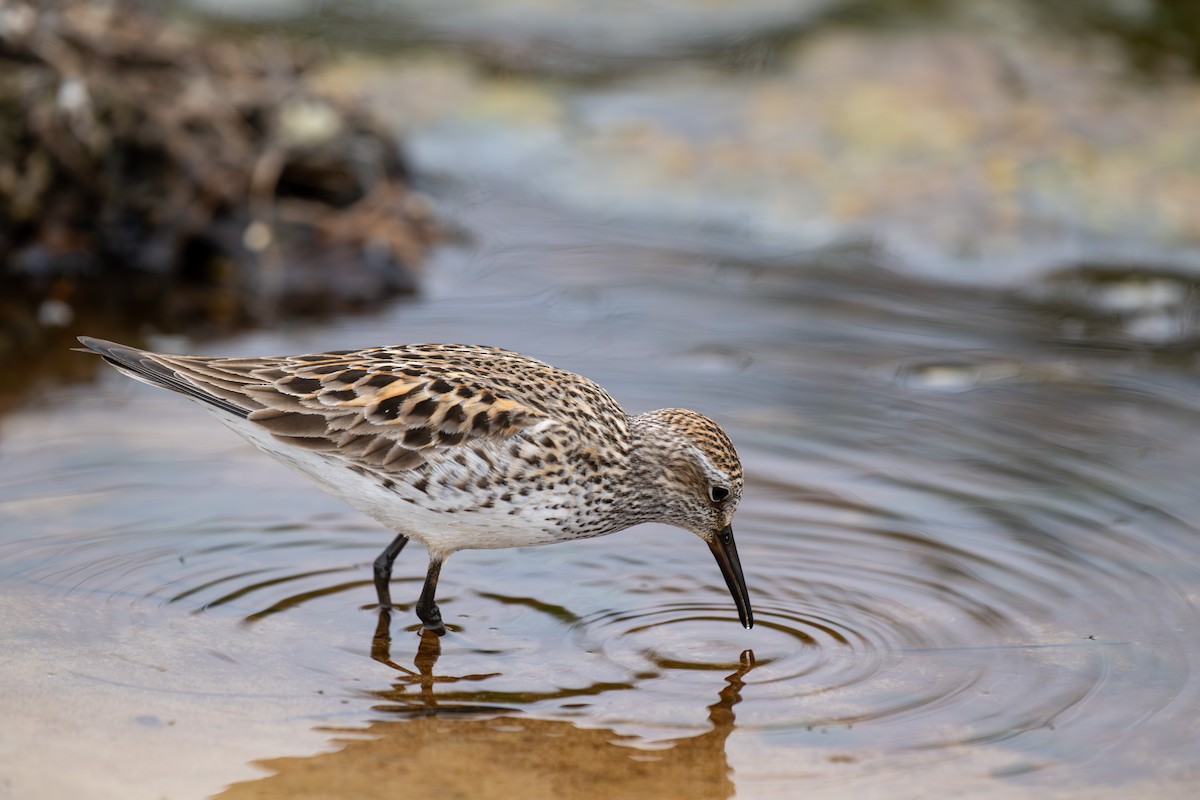 White-rumped Sandpiper - ML637343528