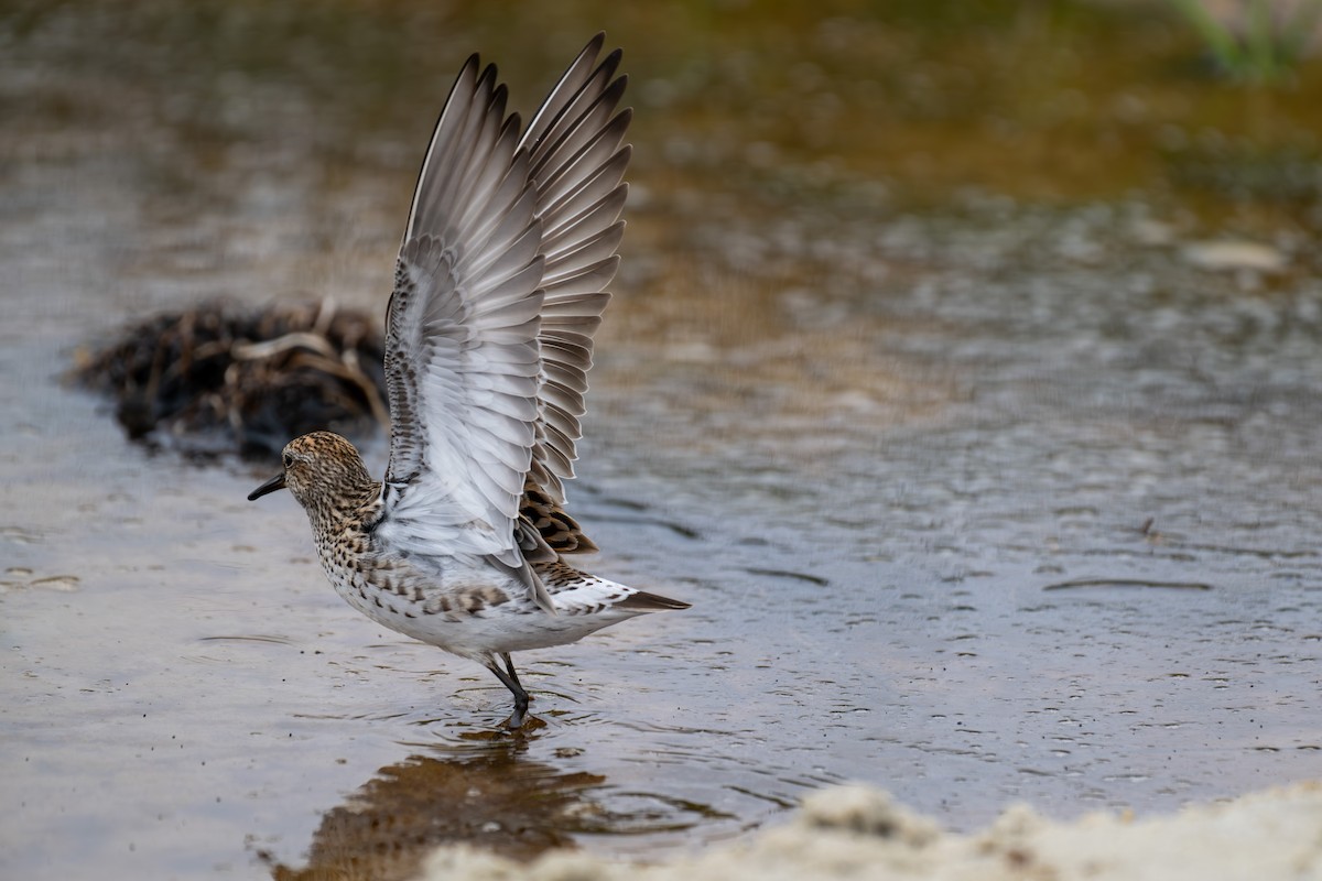 White-rumped Sandpiper - ML637343530