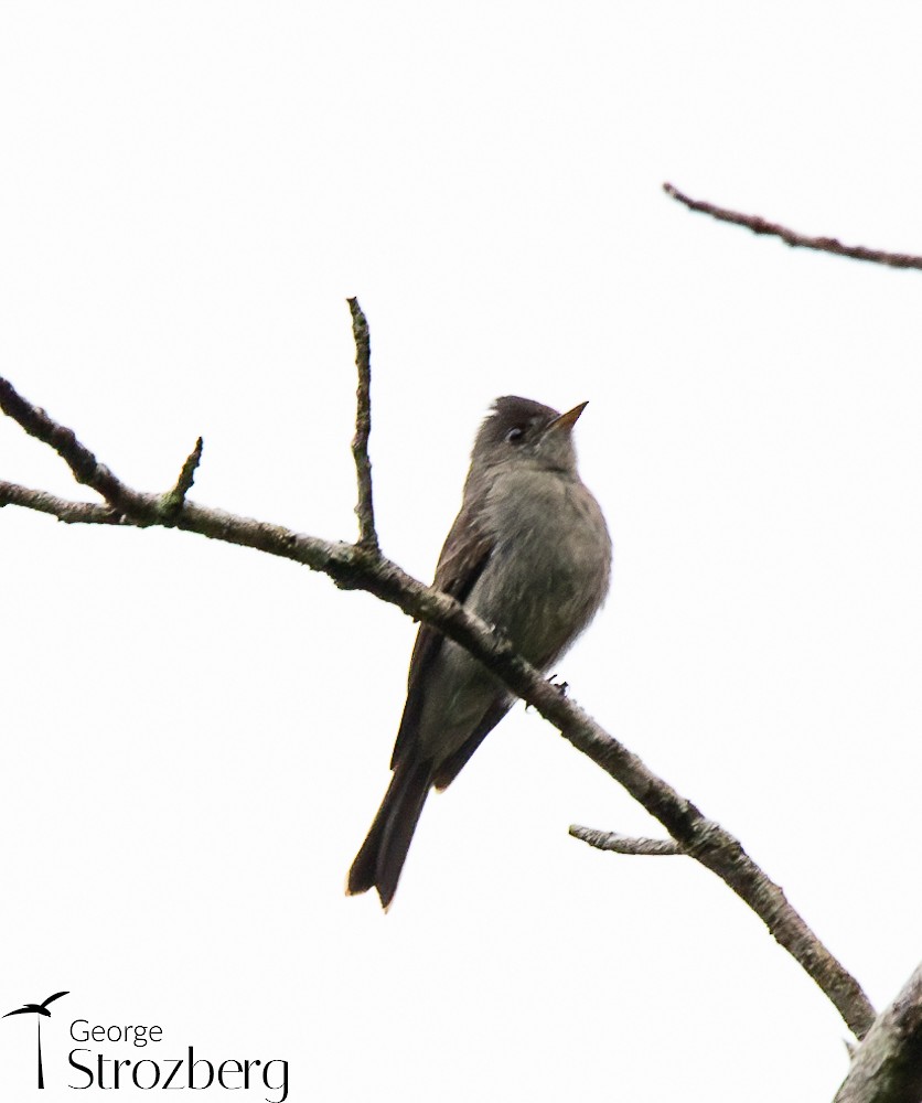 Southern Tropical Pewee - ML637343624