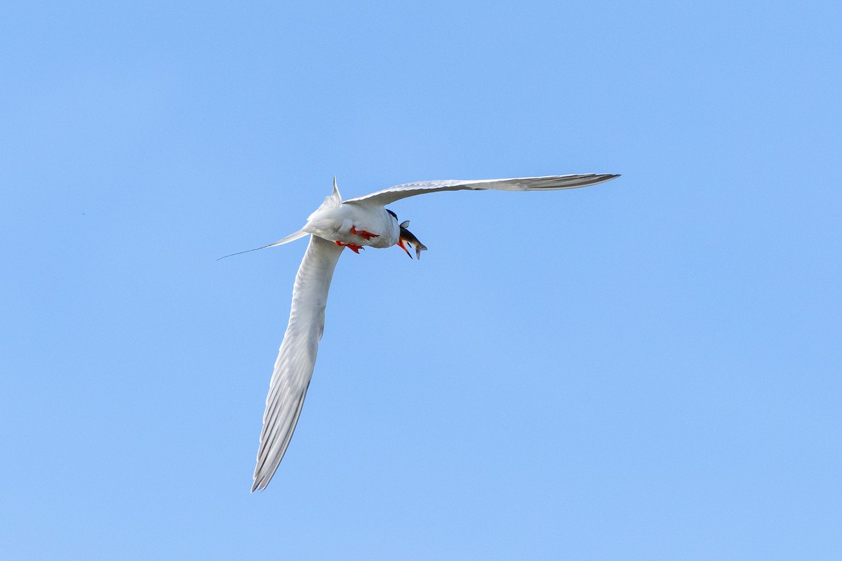 Forster's Tern - ML637343713