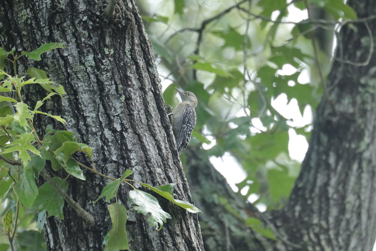 Red-bellied Woodpecker - ML637343716