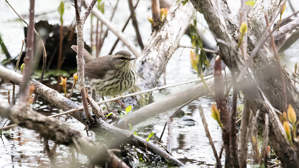 Northern Waterthrush - ML637343753