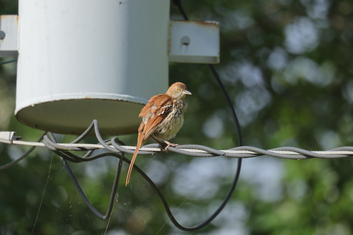 Brown Thrasher - ML637343787