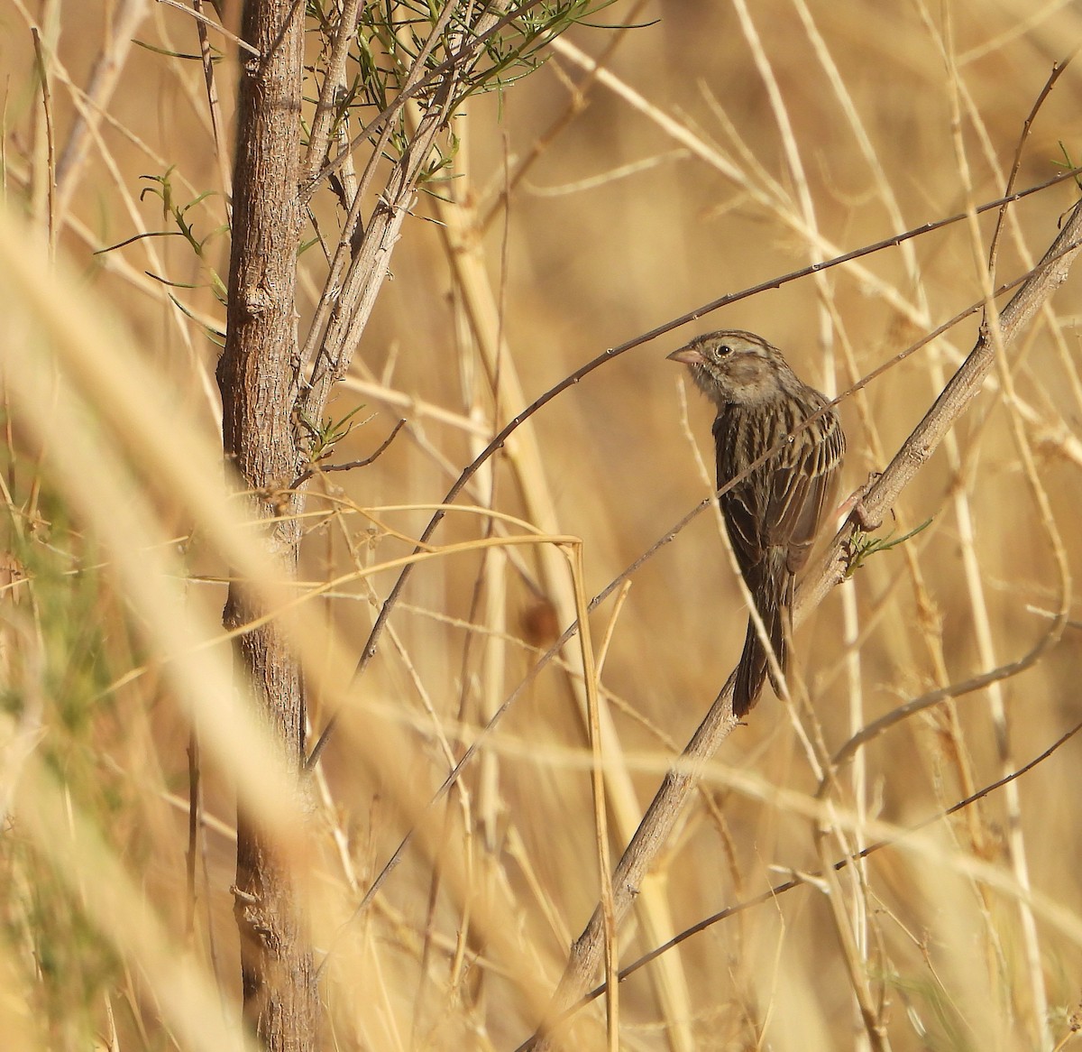 Brewer's Sparrow - ML637343791