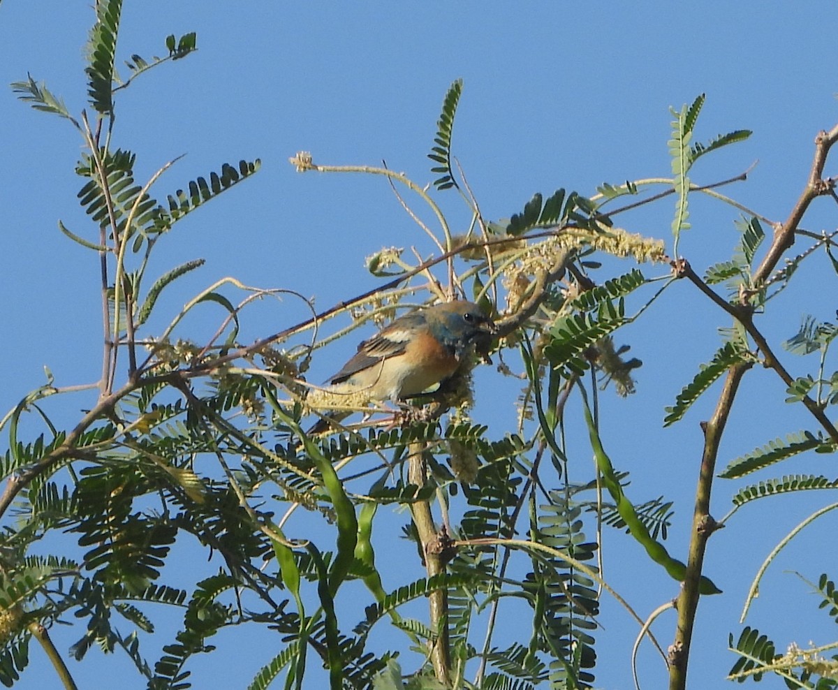 Lazuli Bunting - ML637343805