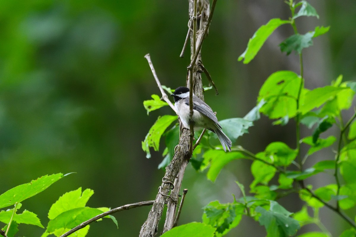 Carolina Chickadee - ML637343811