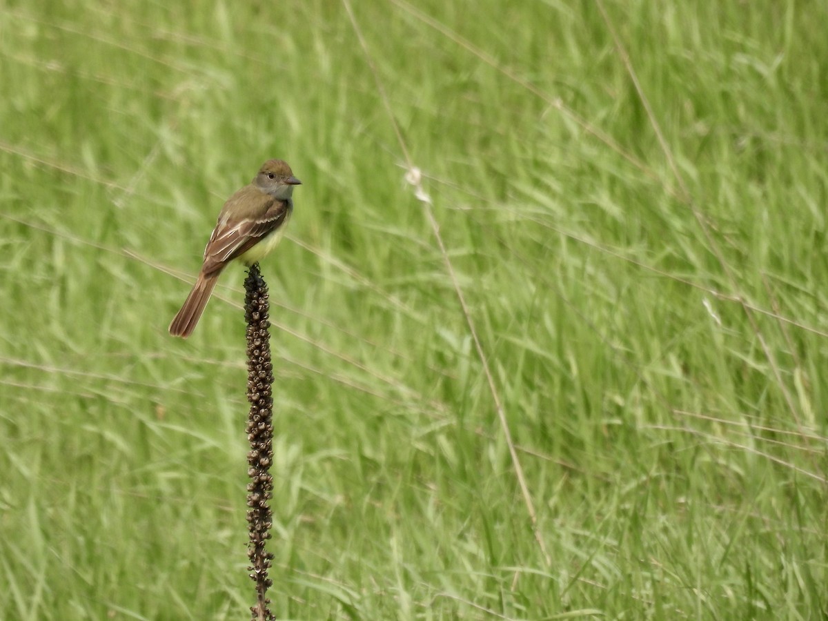 Great Crested Flycatcher - ML637343817