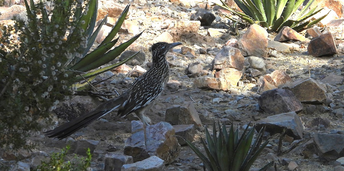 Greater Roadrunner - ML637343821