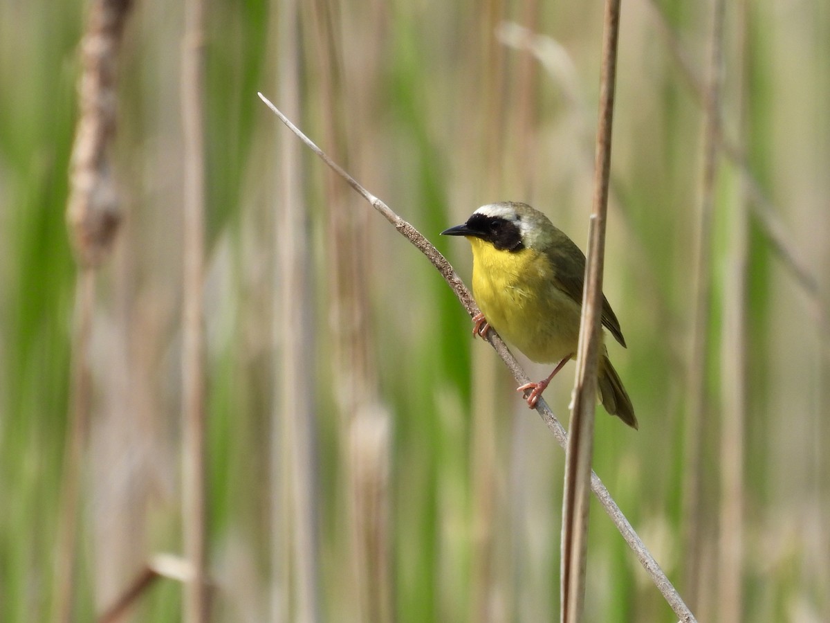 Common Yellowthroat - ML637343824