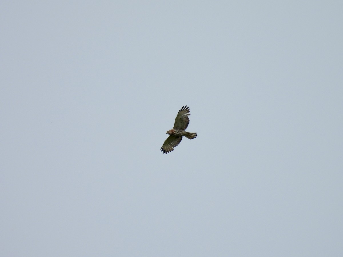 Broad-winged Hawk - ML637343828