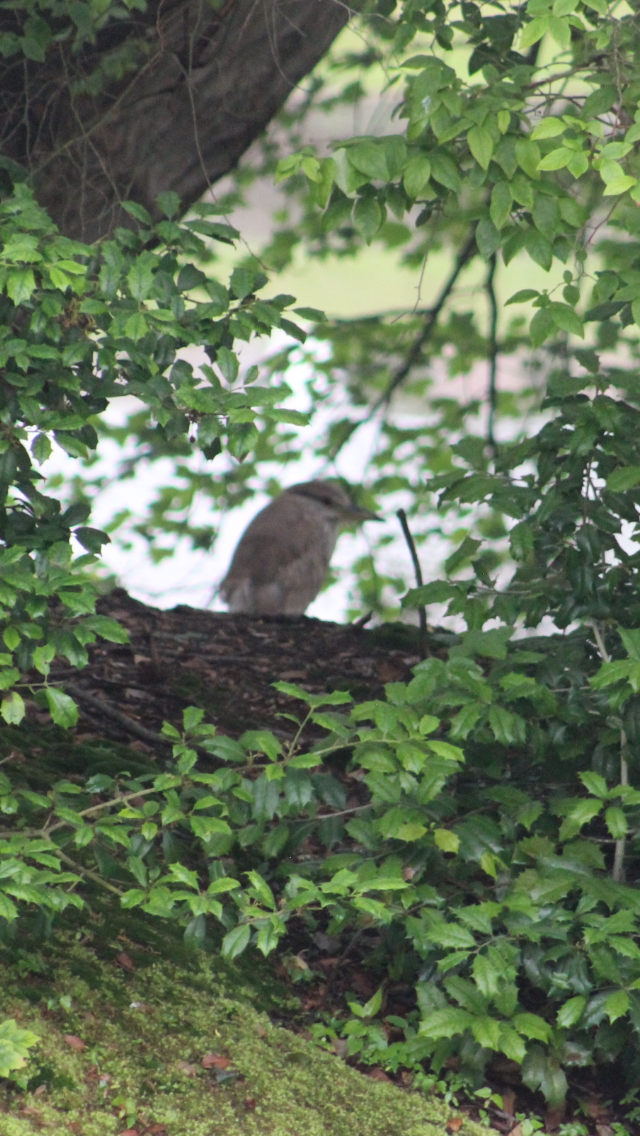 Black-crowned Night Heron - ML637343832