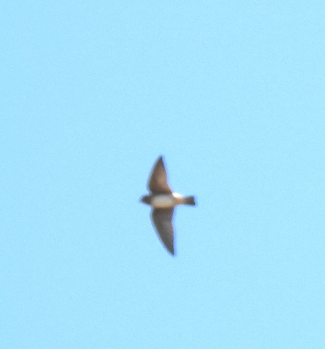 swallow sp. - ML637343860