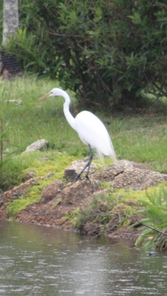 Great Egret - ML637343867