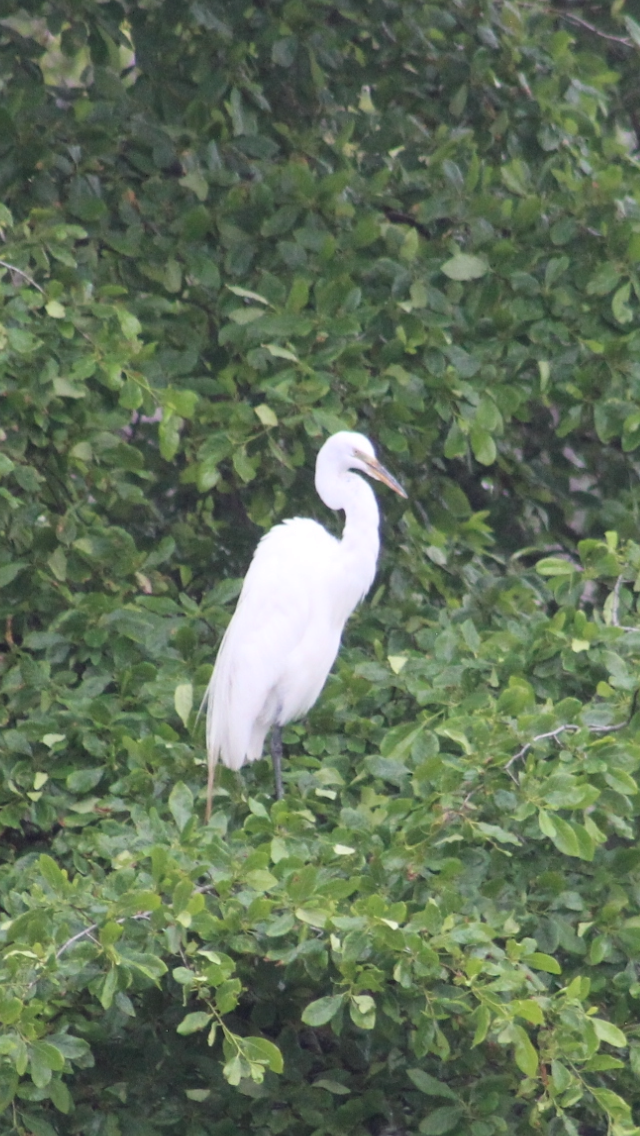 Great Egret - ML637343868