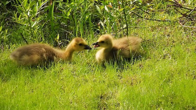Canada Goose - ML637343870