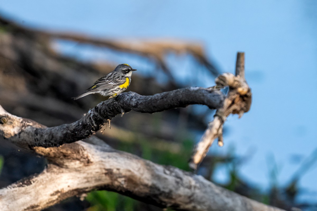 Yellow-rumped Warbler - ML637343937