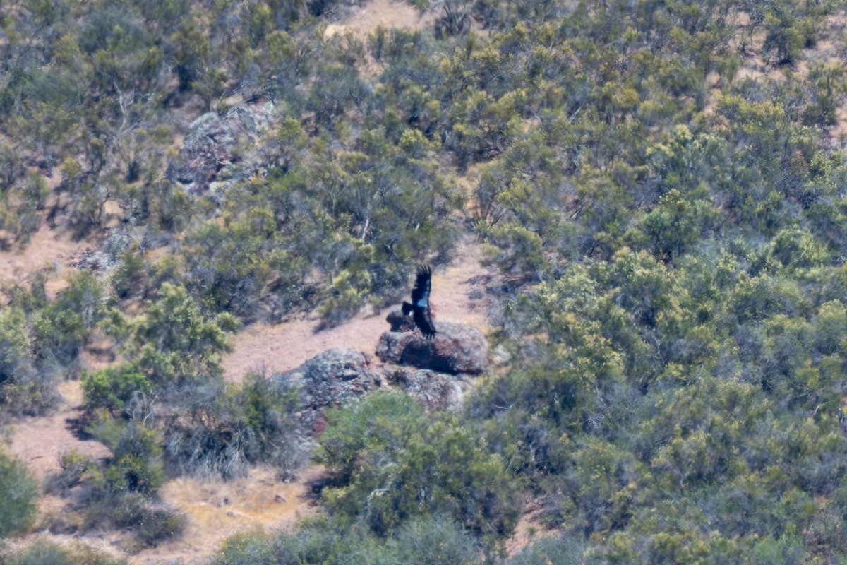 California Condor - ML637343980