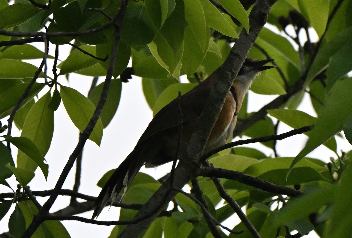 Lätzchenhäherling - ML637344070
