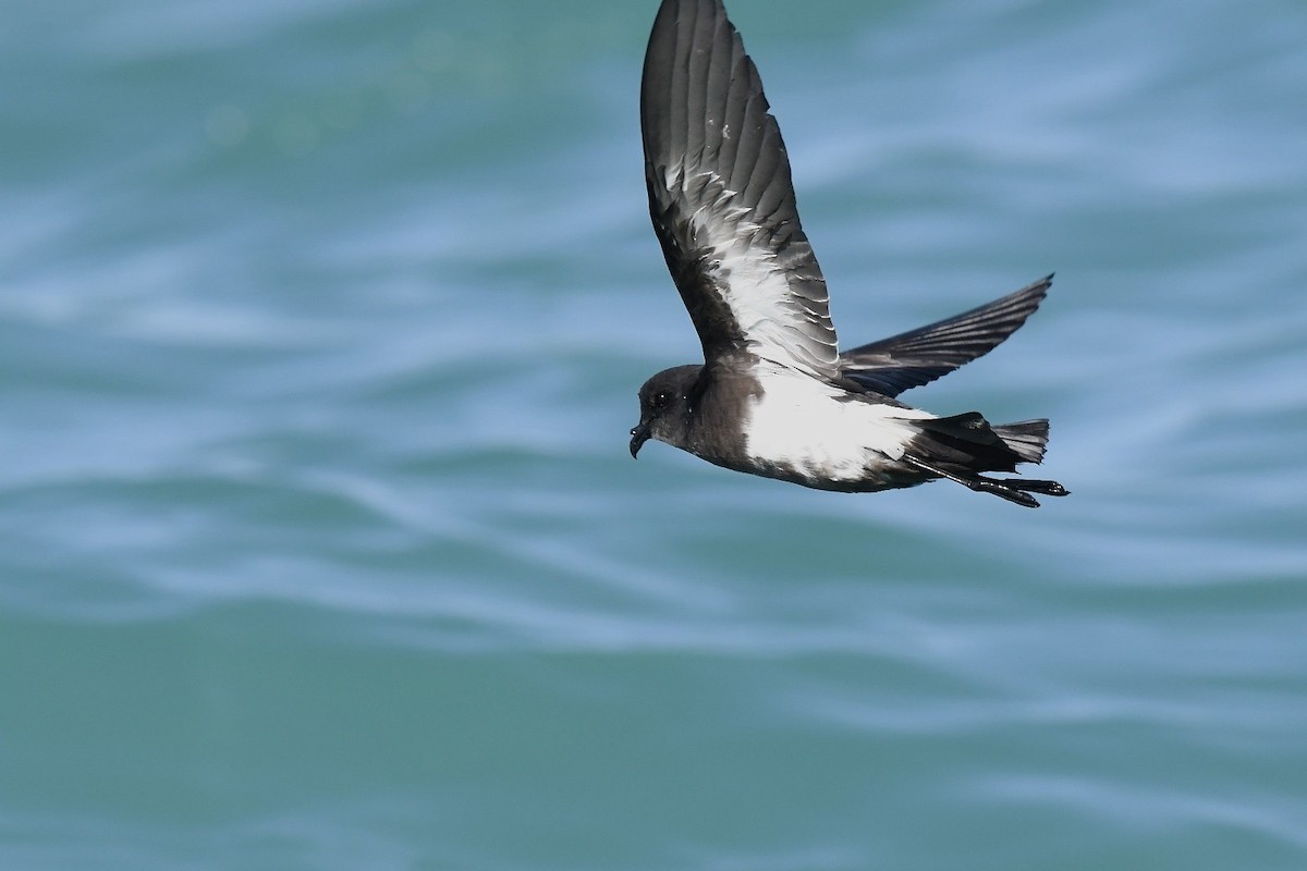 Black-bellied Storm-Petrel - ML637344174