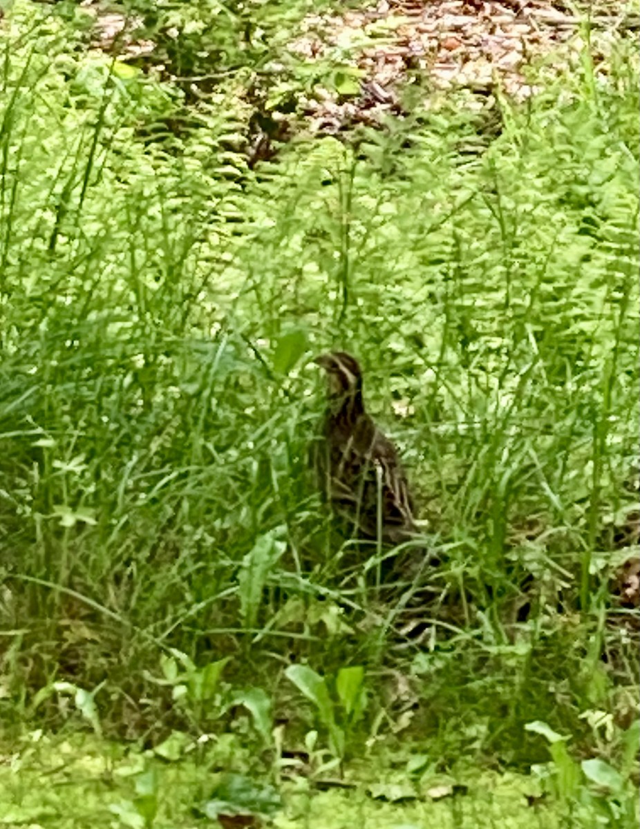 Northern Bobwhite - ML637344191