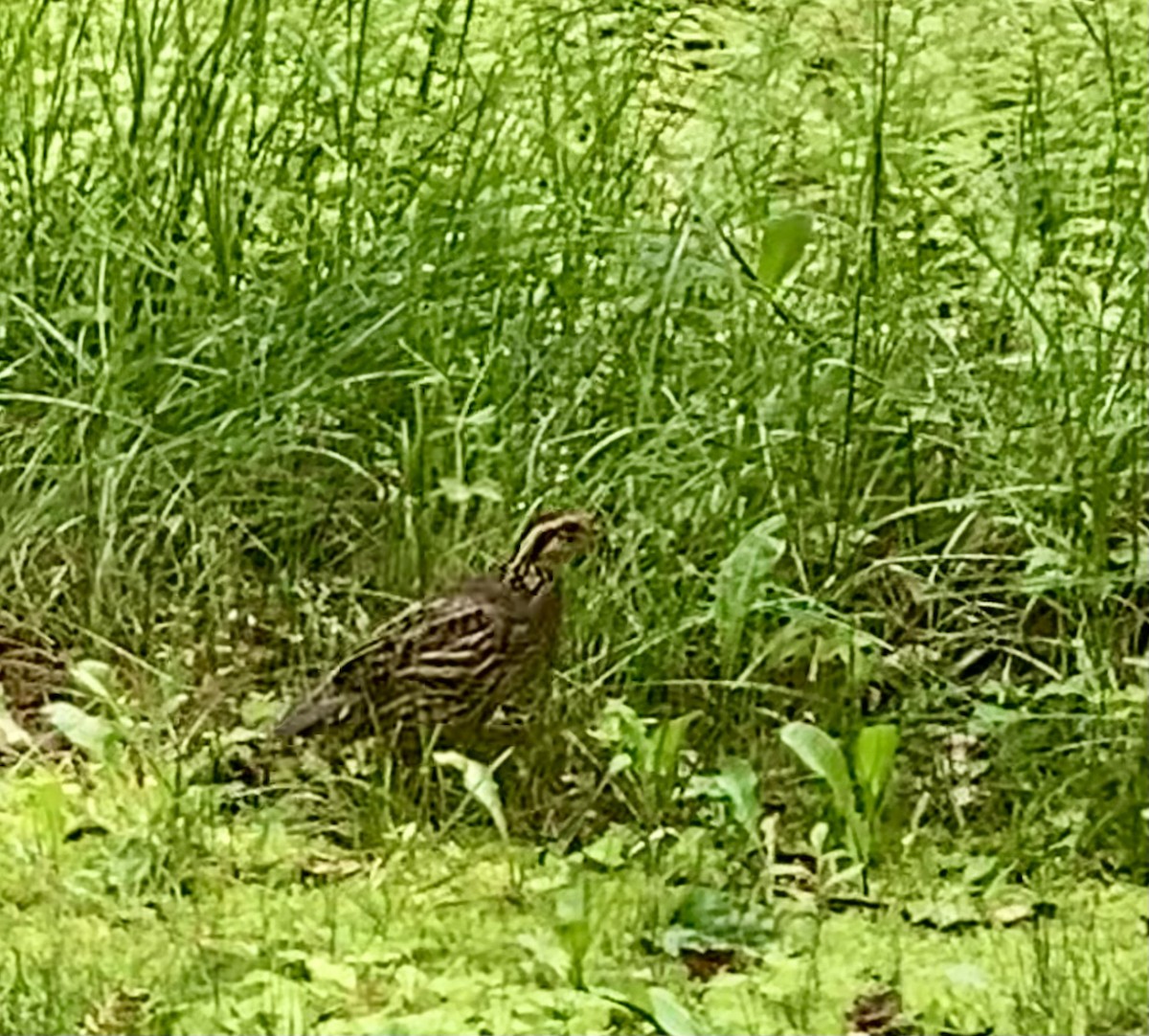 Northern Bobwhite - ML637344192
