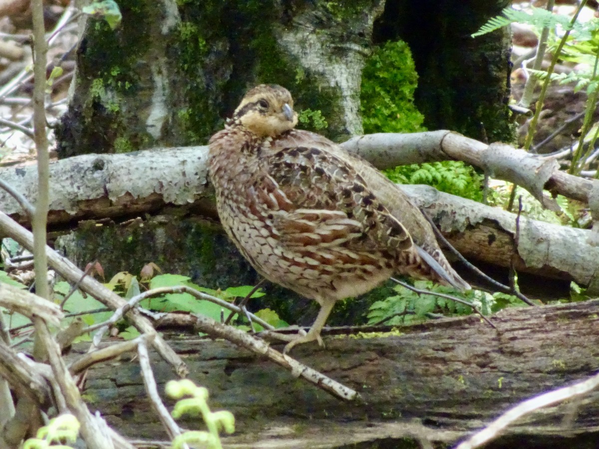 Northern Bobwhite - ML637344193