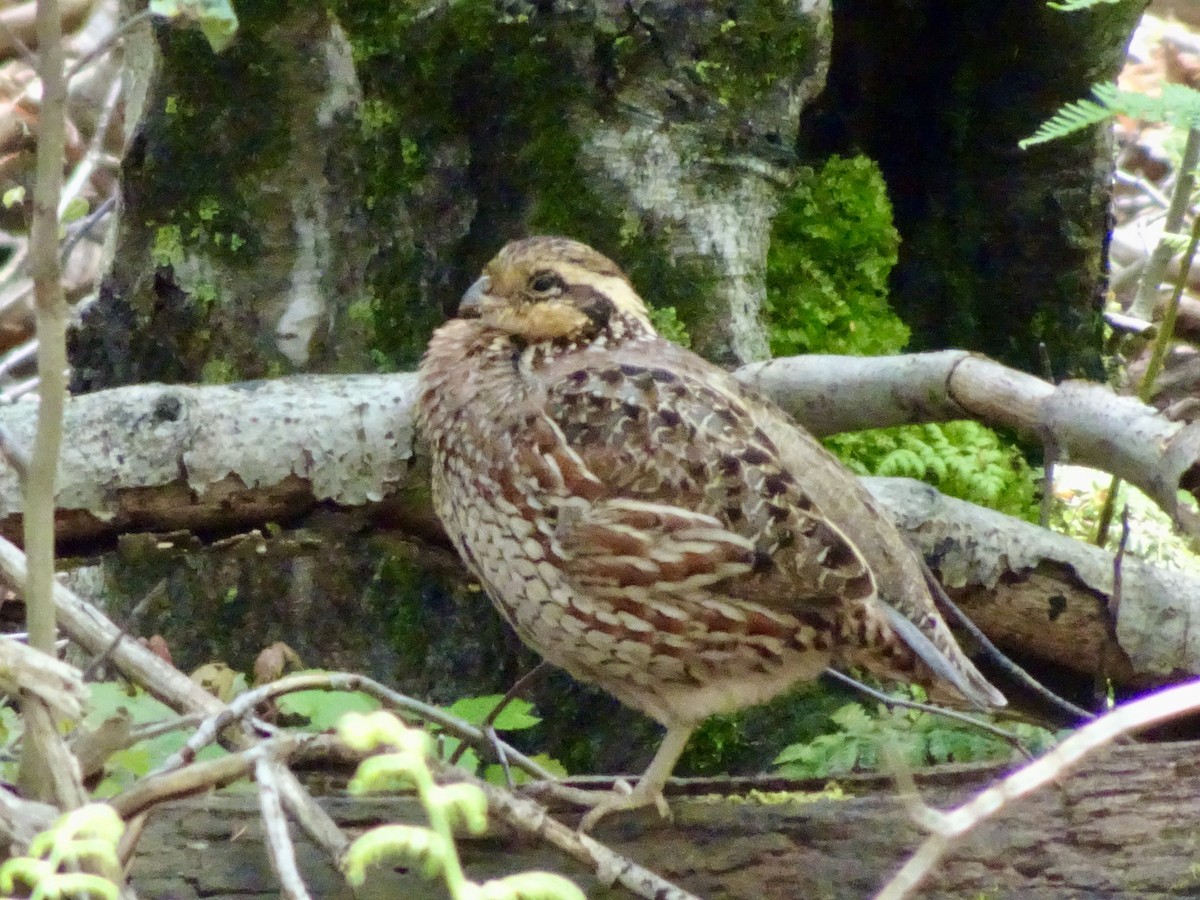 Northern Bobwhite - ML637344195