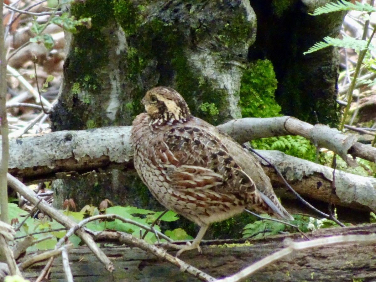 Northern Bobwhite - ML637344196
