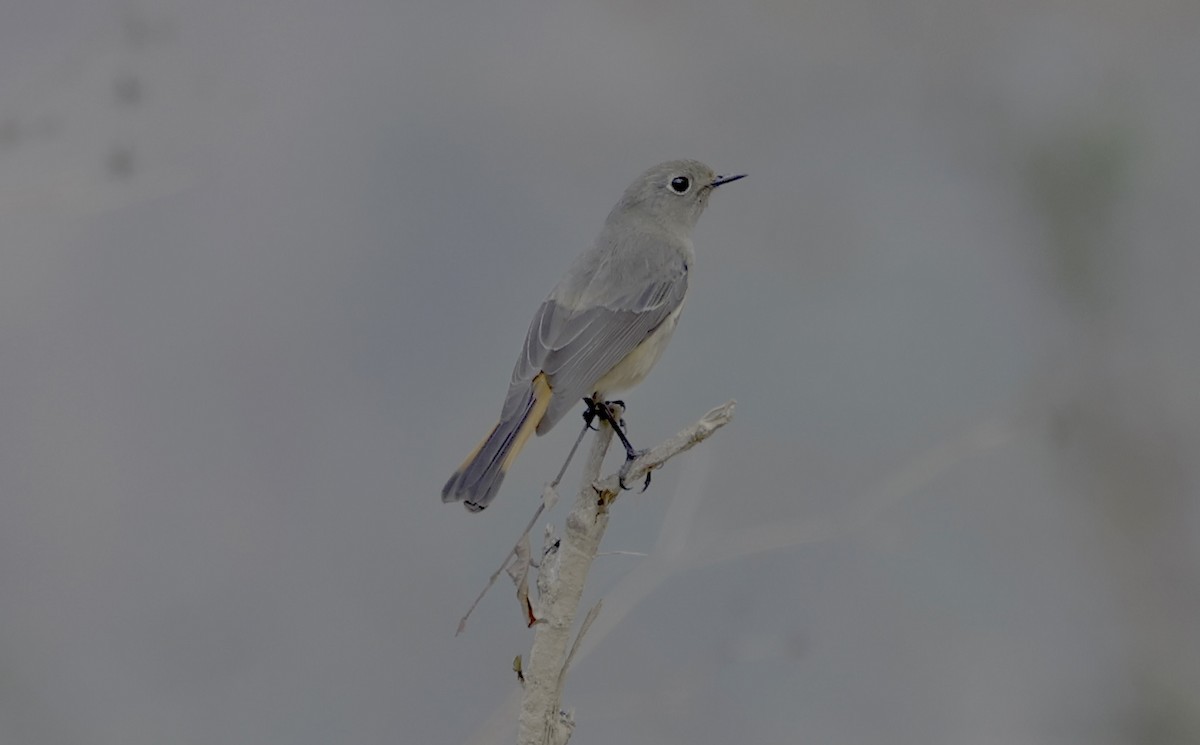 Hodgson's Redstart - ML637344223