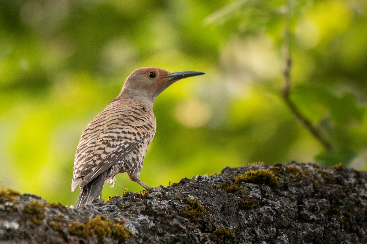 Northern Flicker - ML637344289