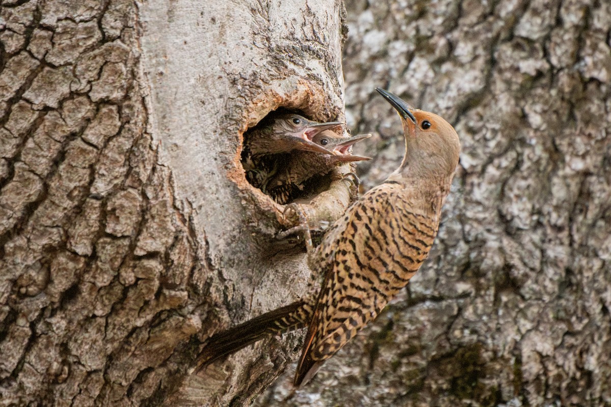 Northern Flicker - ML637344290