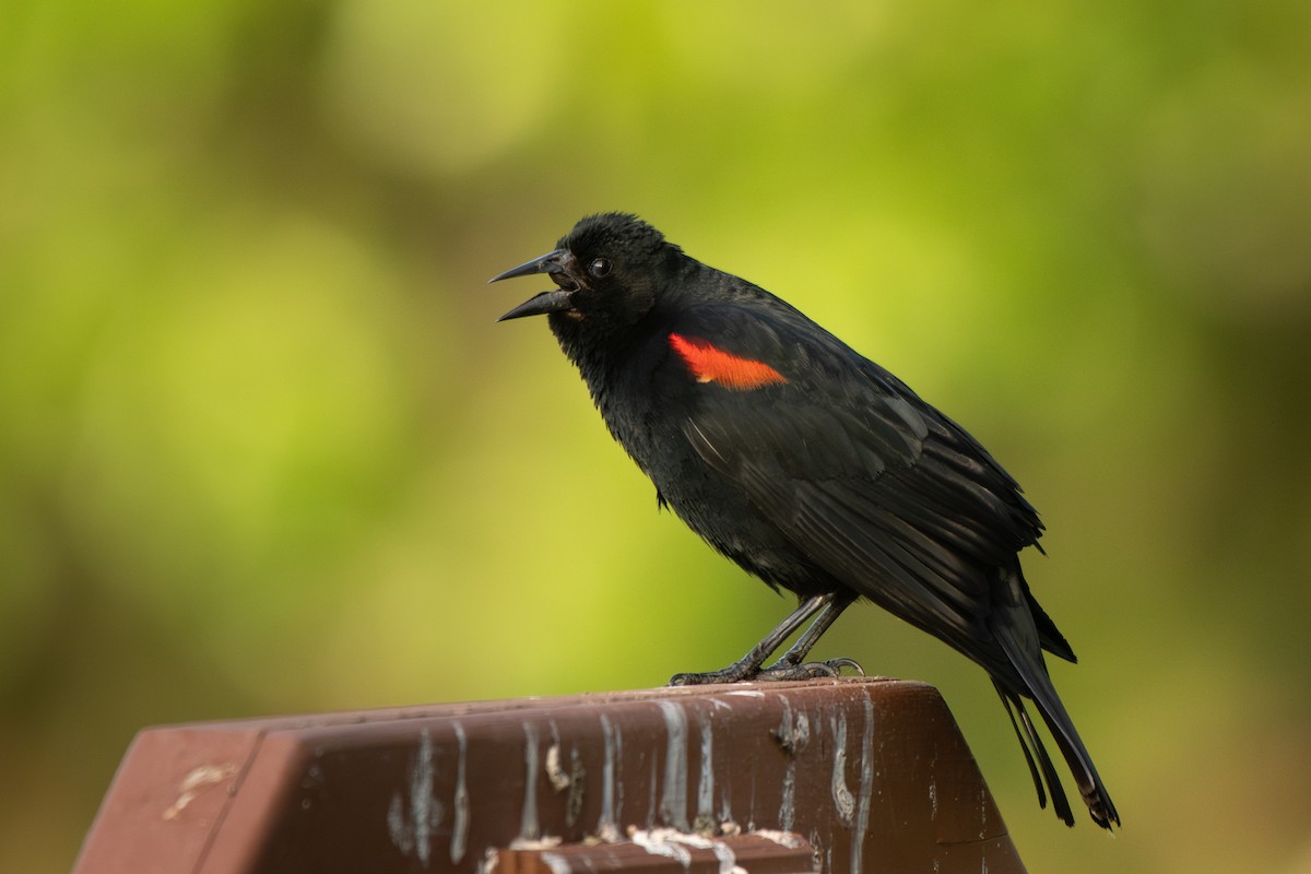 Red-winged Blackbird - ML637344296