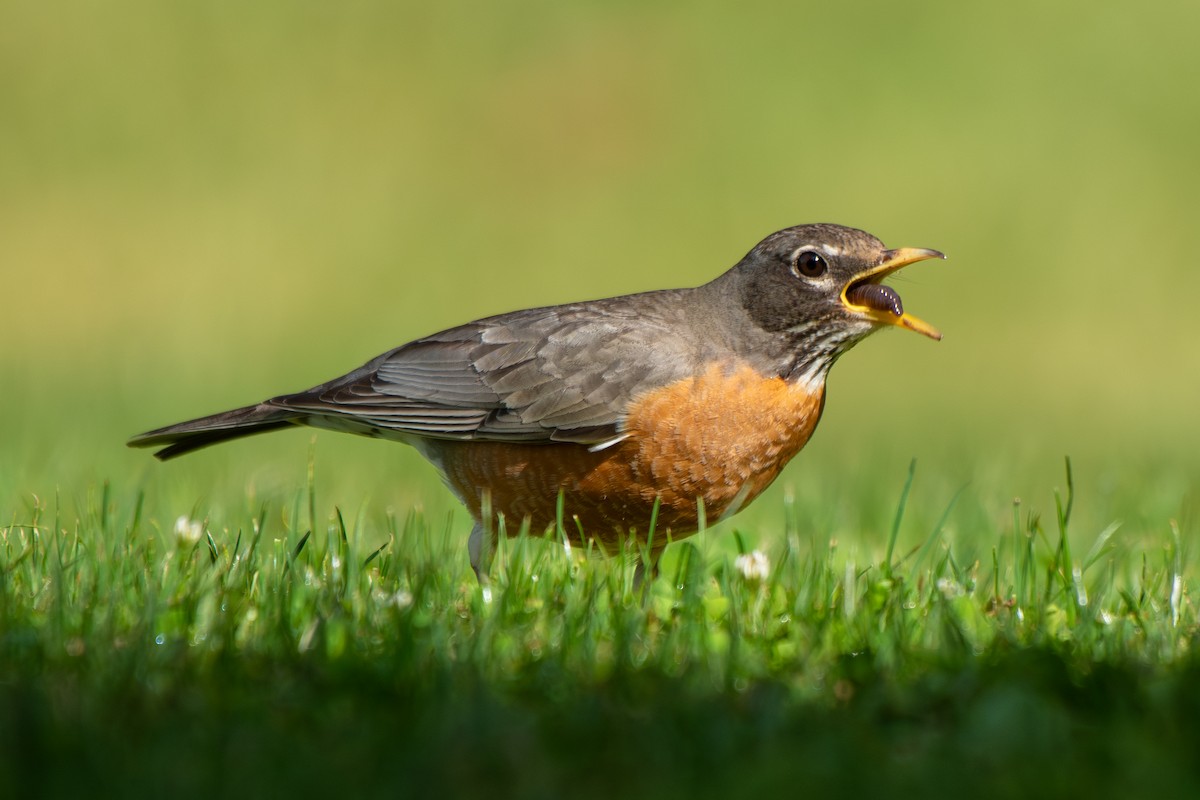 American Robin - ML637344305