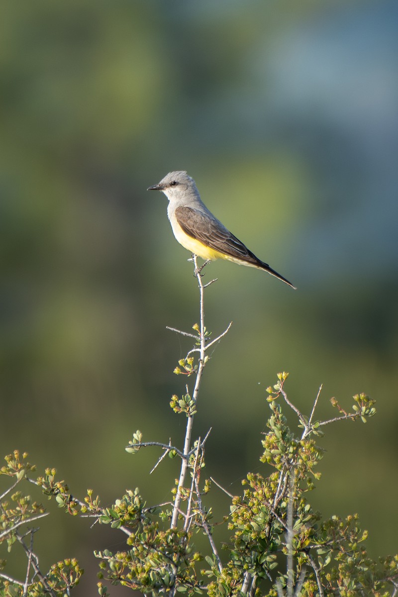 Western Kingbird - ML637344315