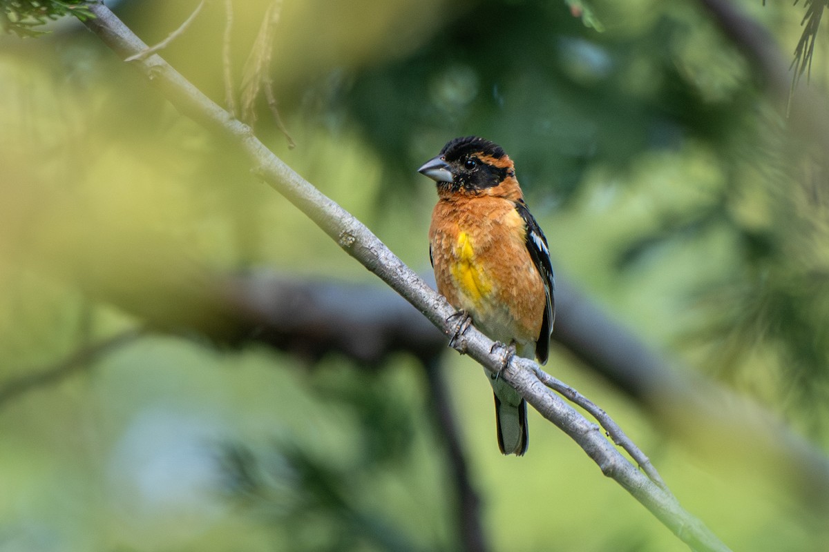 Black-headed Grosbeak - ML637344317